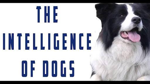 What Do You Know About The Intelligence Of Dogs Book? - Quiz