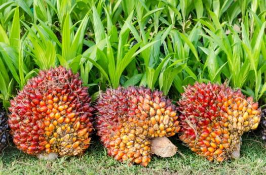 Do you know these 4 facts about palm oil? (1)