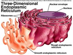 Cell Function and Structure - A.L.E.