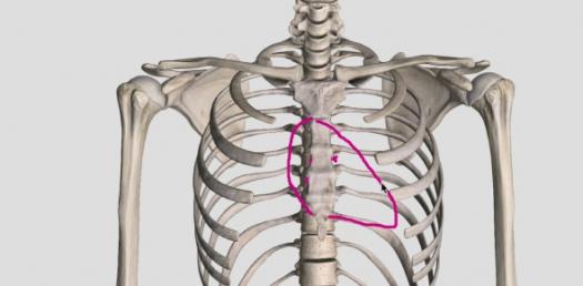 Thorax 31-60 - Quiz