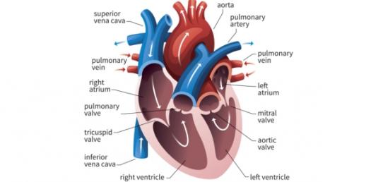 Test How Deep Your Knowledge Is On Brain Ventricles Quiz Trivia Test How Deep Your Knowledge Is On Brain Ventricles Quiz Trivia
