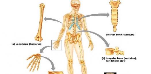 Upper Skeleton - Quiz