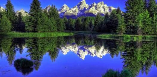 The Nature Quiz