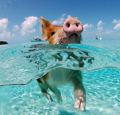 &Uuml;nnepi vized kv&iacute;zed