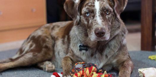 what kind of dog am i quiz