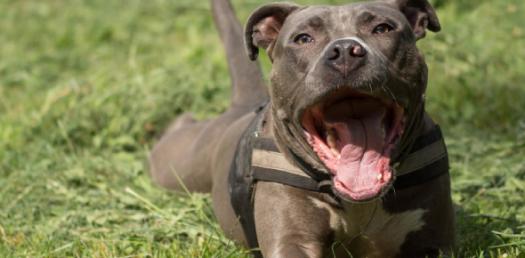 which type of dog are you