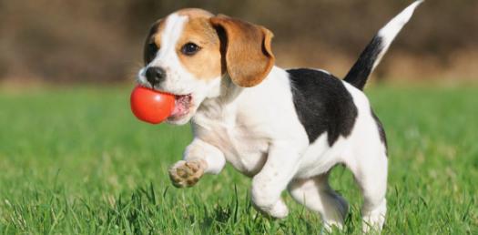 Are You Ready To Be A Pet Owner?