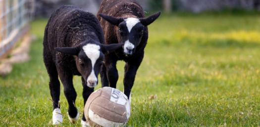 What Pet Should You Get Proprofs Quiz - 