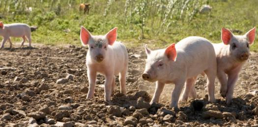 The Bay Of Pigs Invasion Quiz