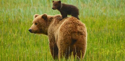 What Build A Bear Are You?