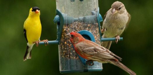 Name For My Pet Bird?