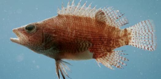 Which Belted Fish Are You?