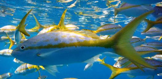 How much do you actually know about fish? Trivia Quiz