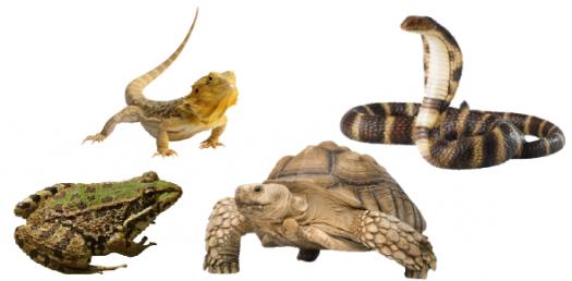 Lizards, Snakes, Chelonians, And Amphibians