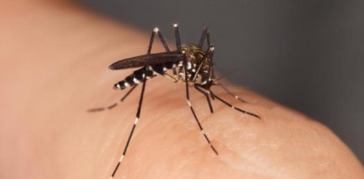 Which Insect Are You?