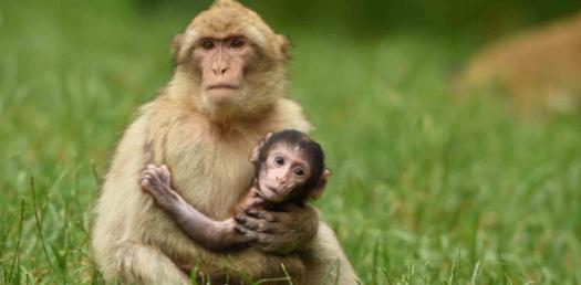 The Monkey Test / By: Shady R. Abu Yusuf