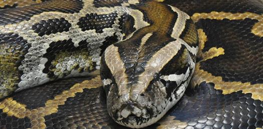 Programming: Python Quiz - ProProfs Quiz