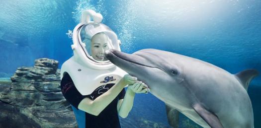 Dolphin : Knowledge Management : Jan 2010