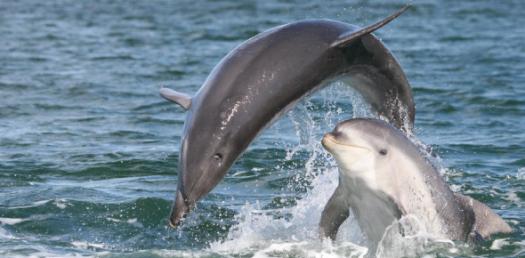 Dolphin Facts Quiz!