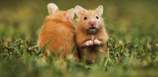 Which Hamster Are You?