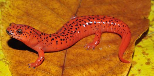 Florida Gaint Salamander