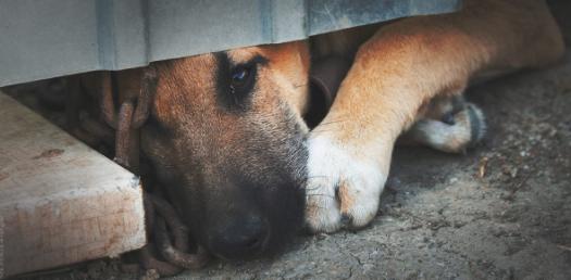 Animal Rights