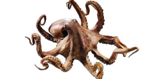 Overview Of Invertebrates Chapter 27---essay Questions