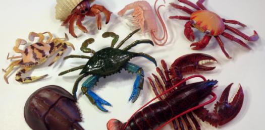 Invertebrates And Vertebrates - ProProfs Quiz