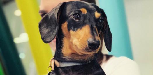 Dachshunds of Instagram