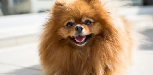 Can you identify these Working Dog Breeds? Trivia Quiz