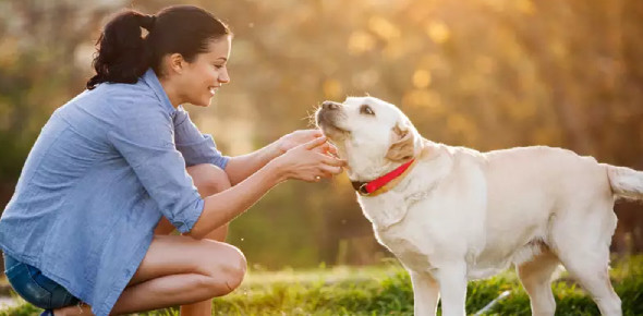 Does My Dog Love Me Quiz Proprofs Quiz