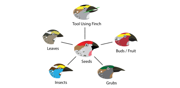 Adaptations Of Birds Quiz | Attempts: 496 - Trivia &amp; Questions