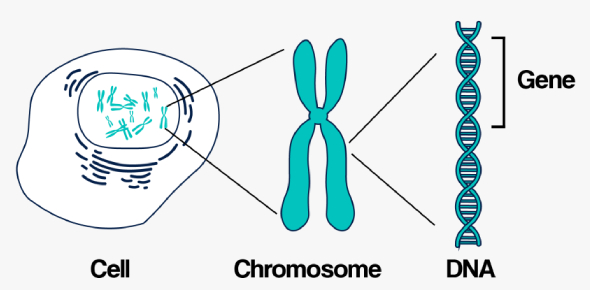 Genes And Chromosomes Quiz Mcq Test Proprofs Quiz