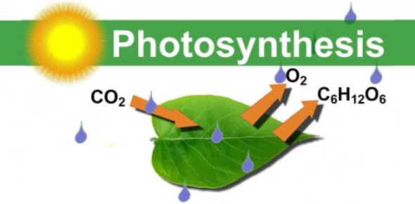 Honors Biology Photosynthesis Quiz Proprofs Quiz