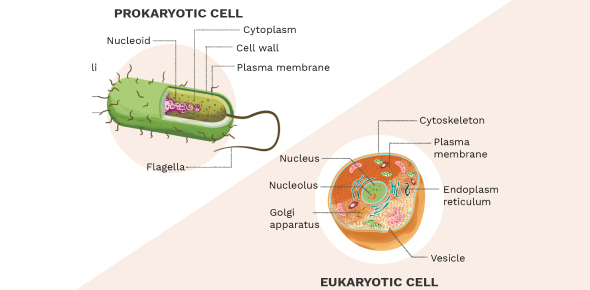 eukaryotic and prokaryotic cells differences