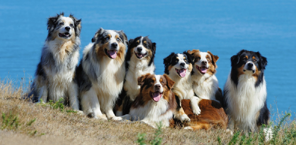 what type of dog should i have quiz