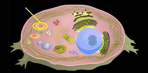 Cells And Tissues: Life Science Test Quiz!