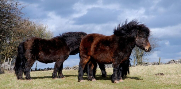 What are ponies? 
 - ProProfs