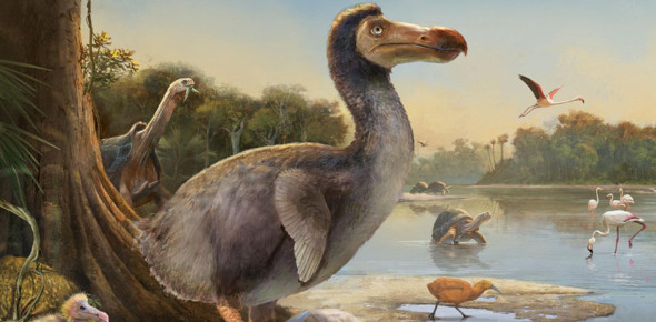 How Well Do You Know Dodo Birds?