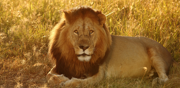 What Is My Talent? Quiz - Quiz