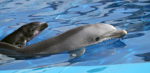 What Is My Talent? Quiz - Quiz