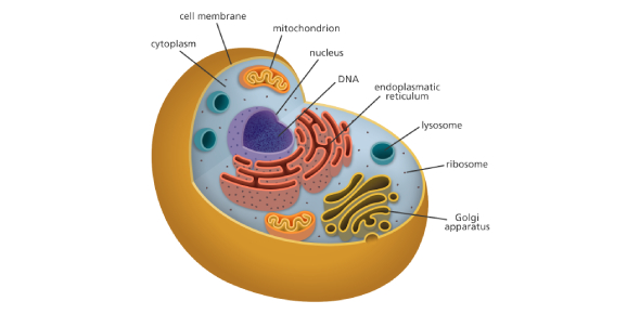 Practice Quiz On Cell Structures