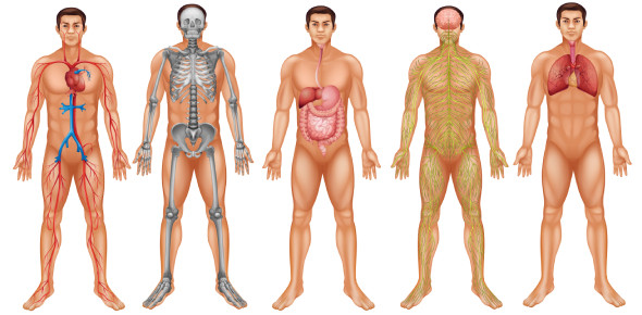 Body Systems Quiz: Could You Identify? - Trivia & Questions