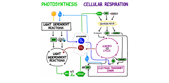 simple cellular respiration equation