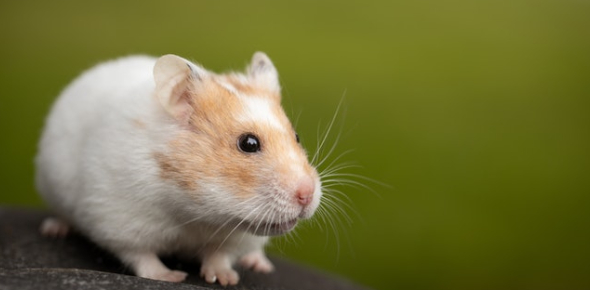 The Ultimate Hamster Knowledge Trivia Quiz - ProProfs Quiz