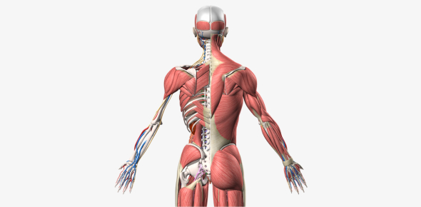 Muscle Anatomy Quiz