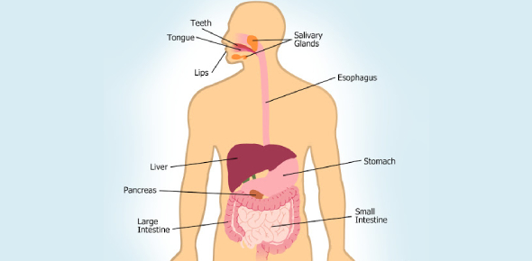 How Much Do You Know About The Human Digestive System Proprofs Quiz