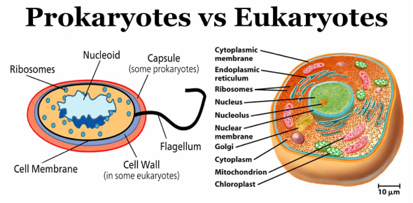 Trivia Quiz: What do you know about Prokaryotic and Eukaryotic Cells?