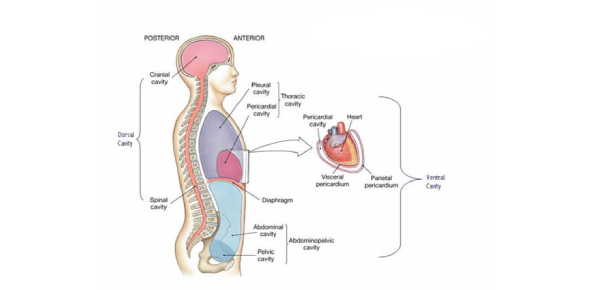 Dorsal Body Cavity {Body Cavities} Diagram