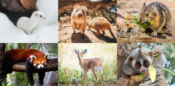 What is your favorite animal of these choices?
 - ProProfs